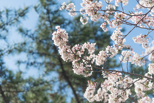 Sakura